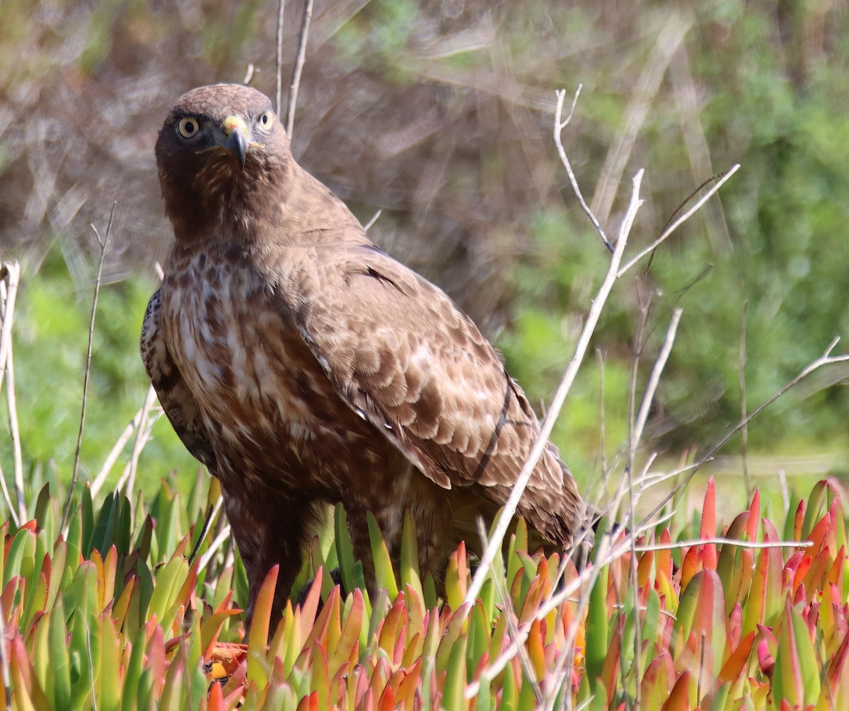 Red-tailed Hawk - ML615450699