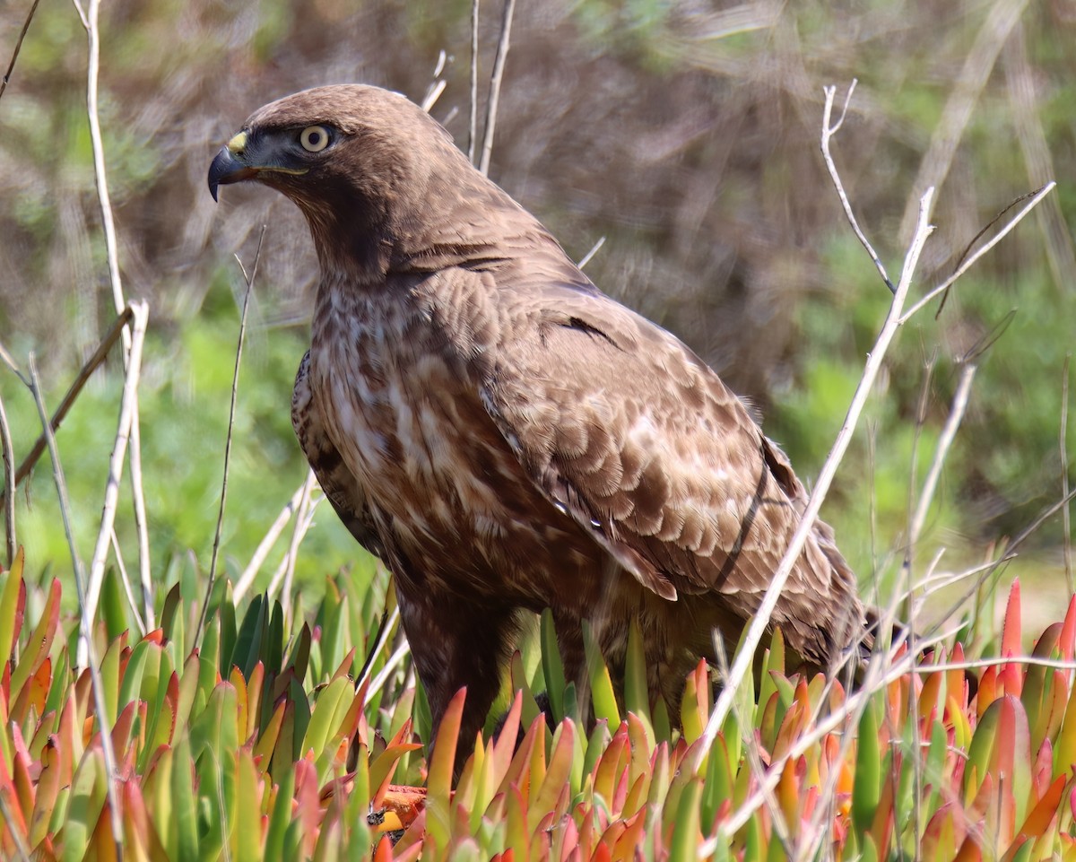 Red-tailed Hawk - ML615450701