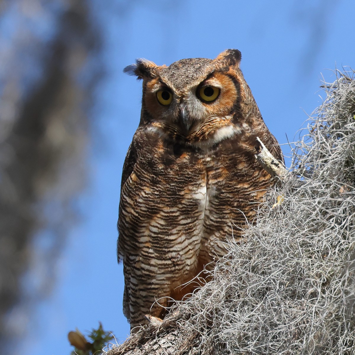 Great Horned Owl - ML615450876