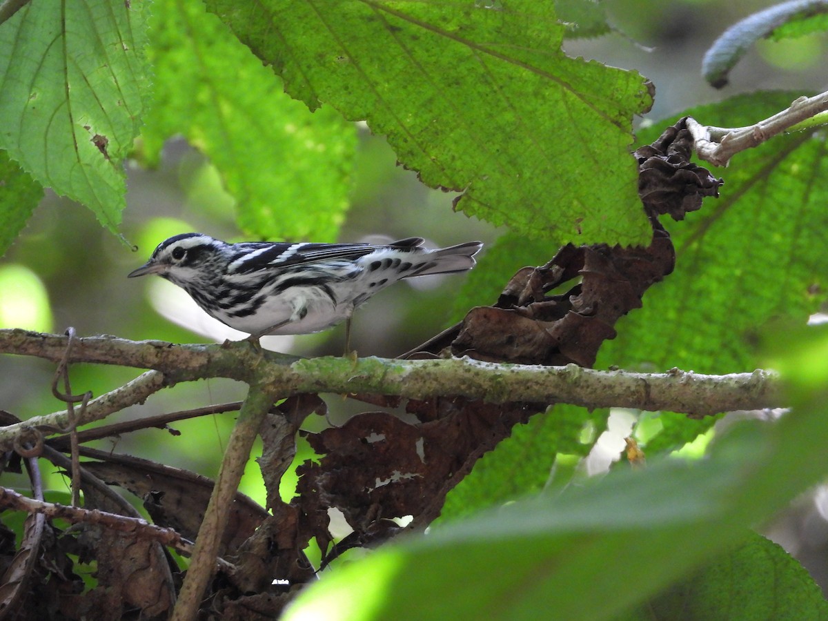 Black-and-white Warbler - ML615450894
