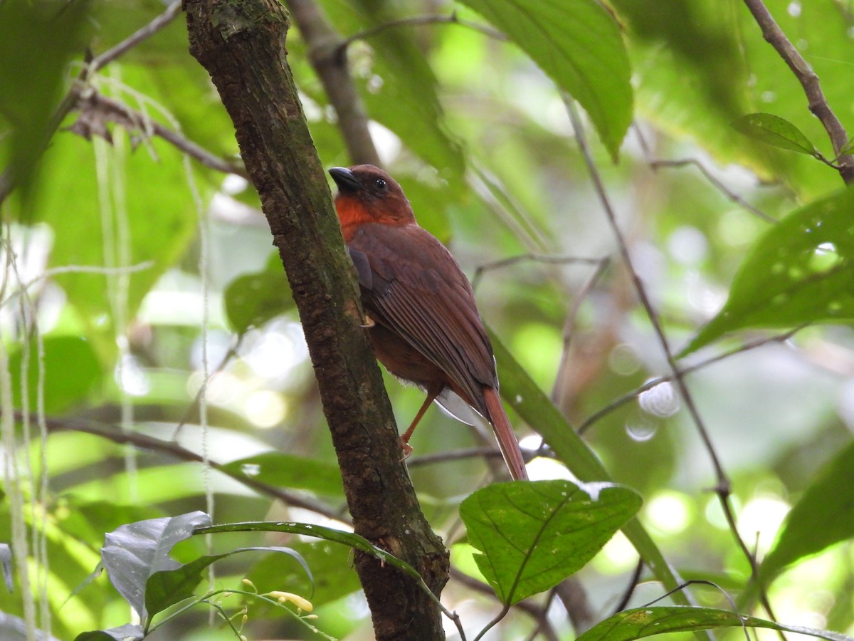 Red-throated Ant-Tanager - ML615450904