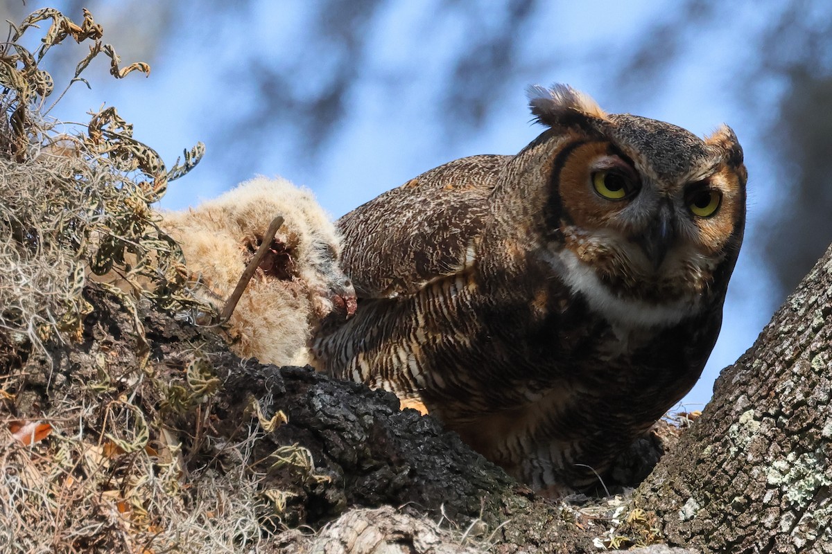 Great Horned Owl - ML615450907