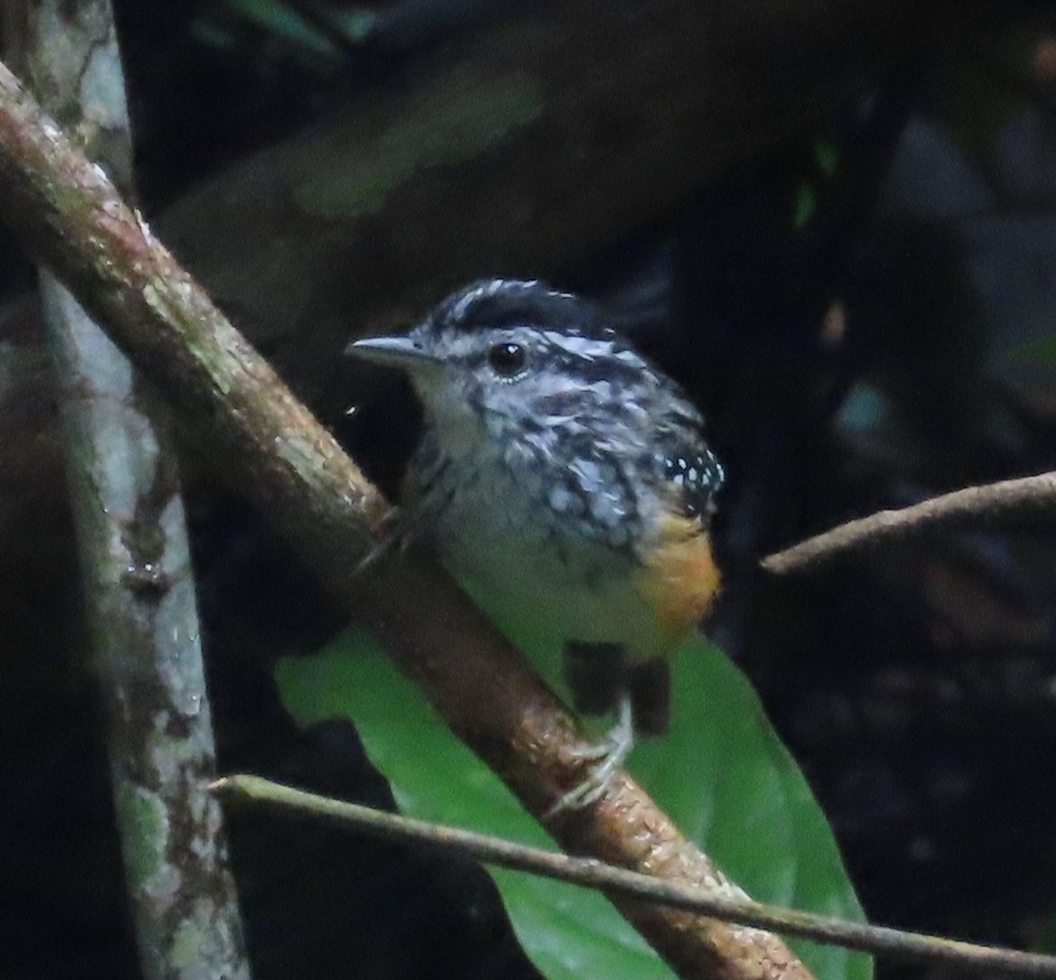 Peruvian Warbling-Antbird - ML615450921