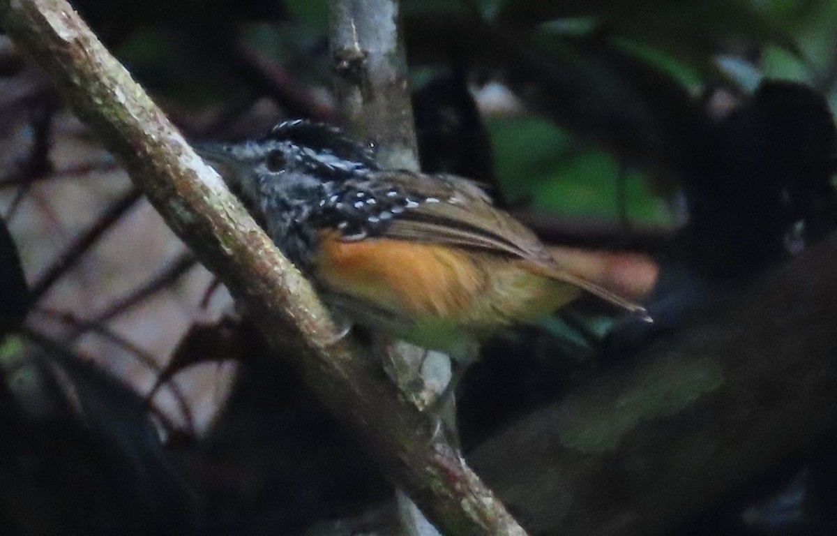 Peruvian Warbling-Antbird - ML615450922