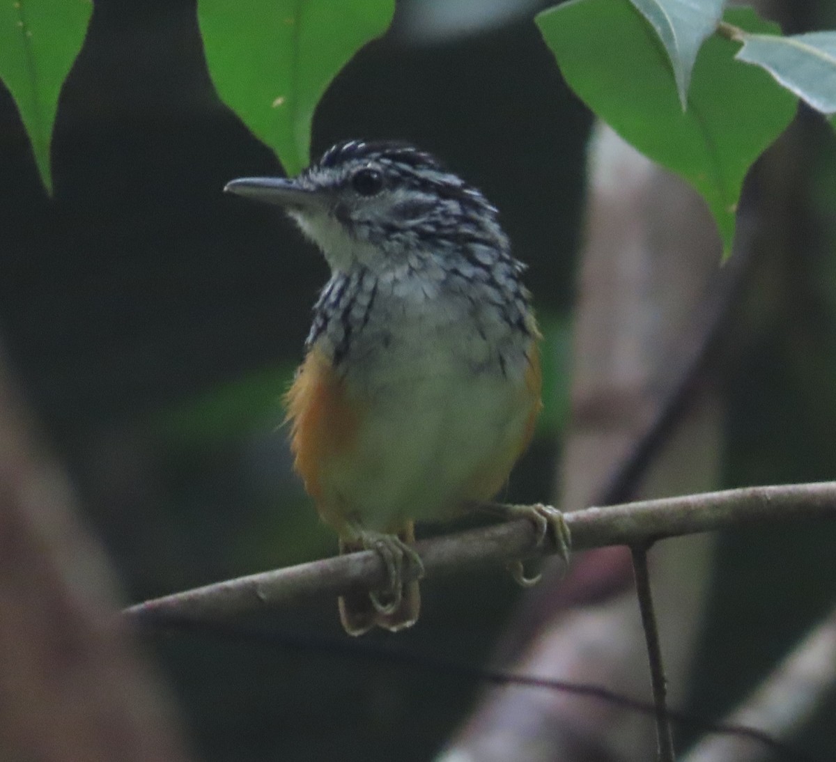Peruvian Warbling-Antbird - ML615450923