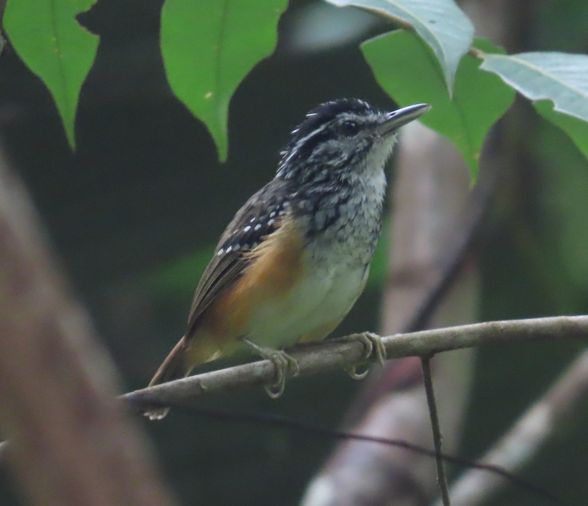 Peruvian Warbling-Antbird - ML615450924