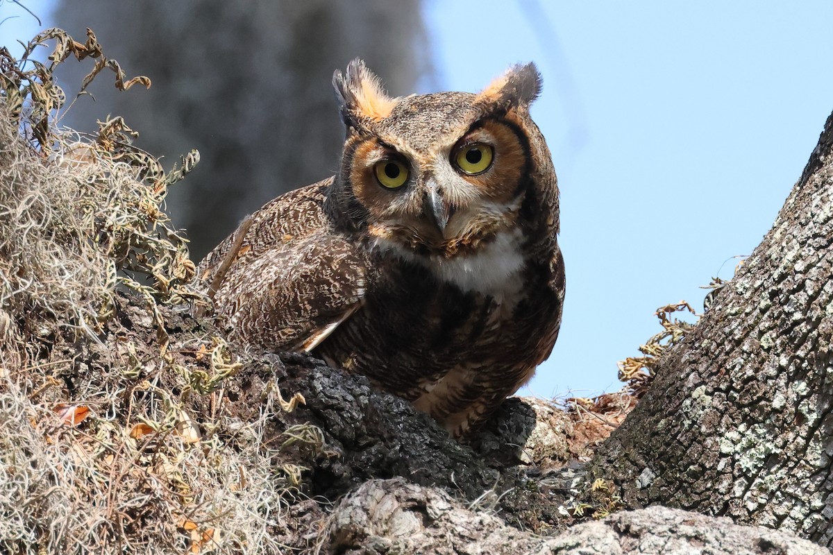 Great Horned Owl - ML615450926