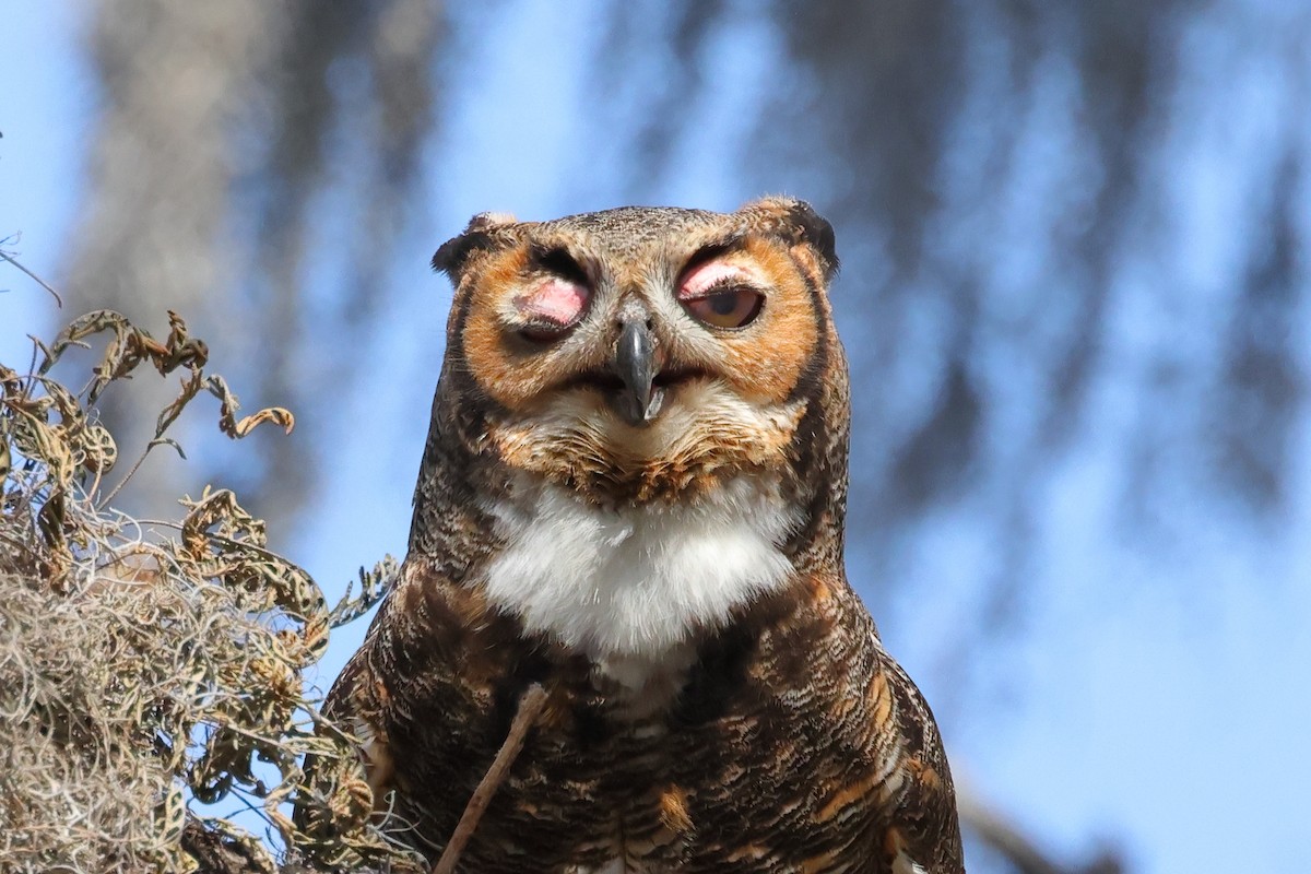 Great Horned Owl - ML615450934