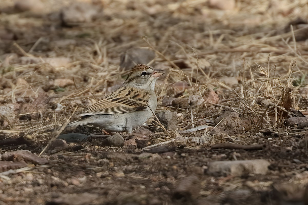Chipping Sparrow - ML615450941