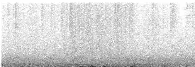 holub skalní (domácí) - ML615450946