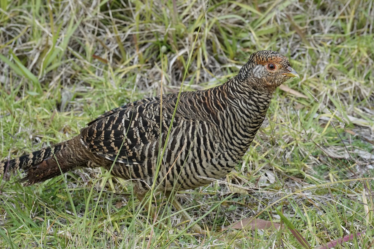 Golden Pheasant - Thane Pratt
