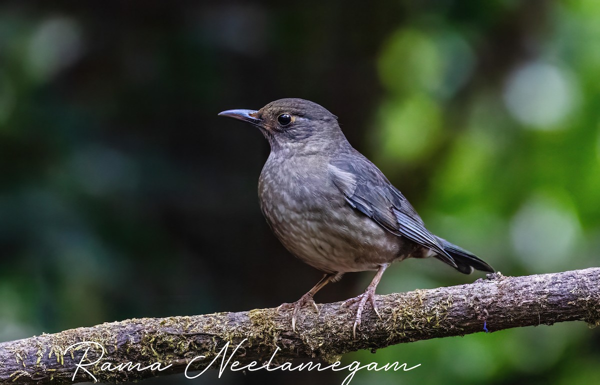 Indian Blackbird - Rama Neelamegam
