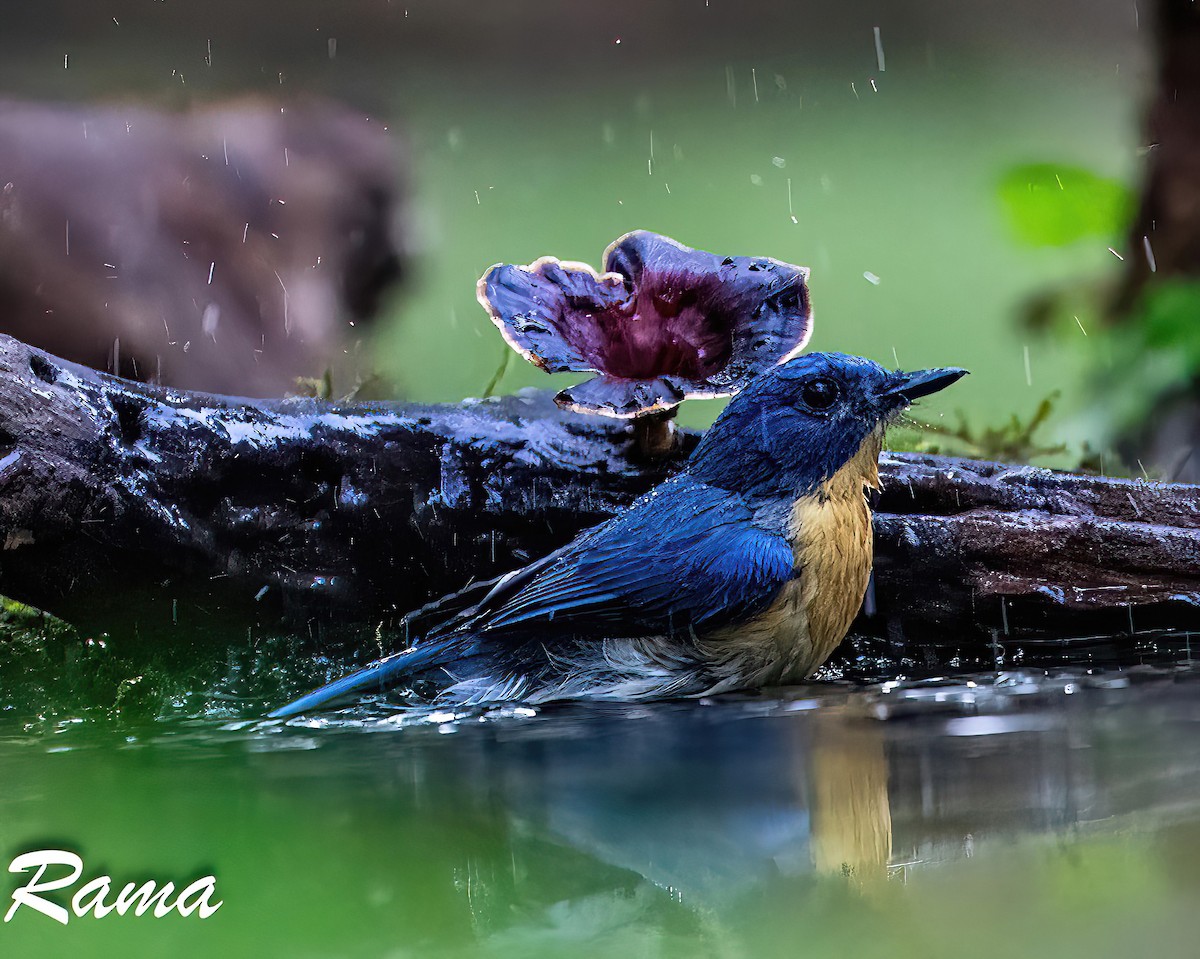 Tickell's Blue Flycatcher - Rama Neelamegam