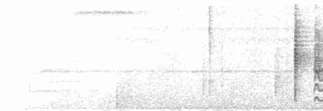Темнохвостая иглохвостка - ML615451102