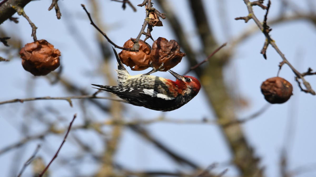 Red-breasted Sapsucker - ML615451181