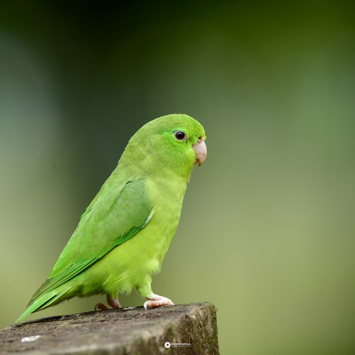 Spectacled Parrotlet - ML615451271