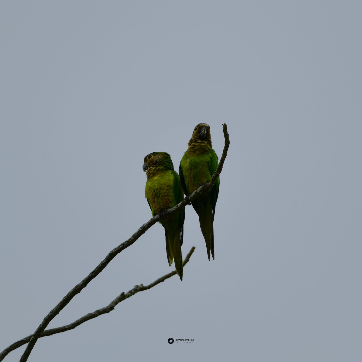 Brown-throated Parakeet - ML615451290