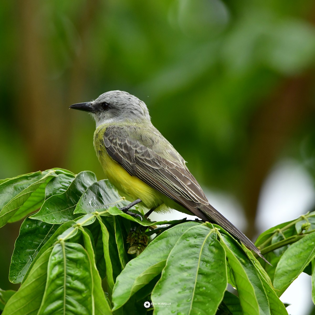 Tropical Kingbird - Experiencia Naturaleza Edwin Avella
