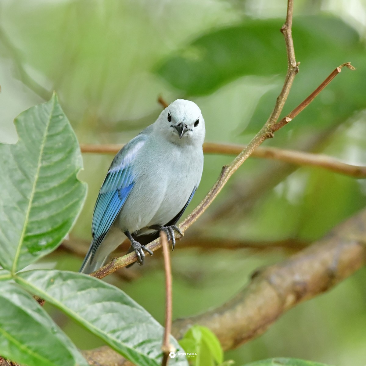 Blue-gray Tanager - ML615451329