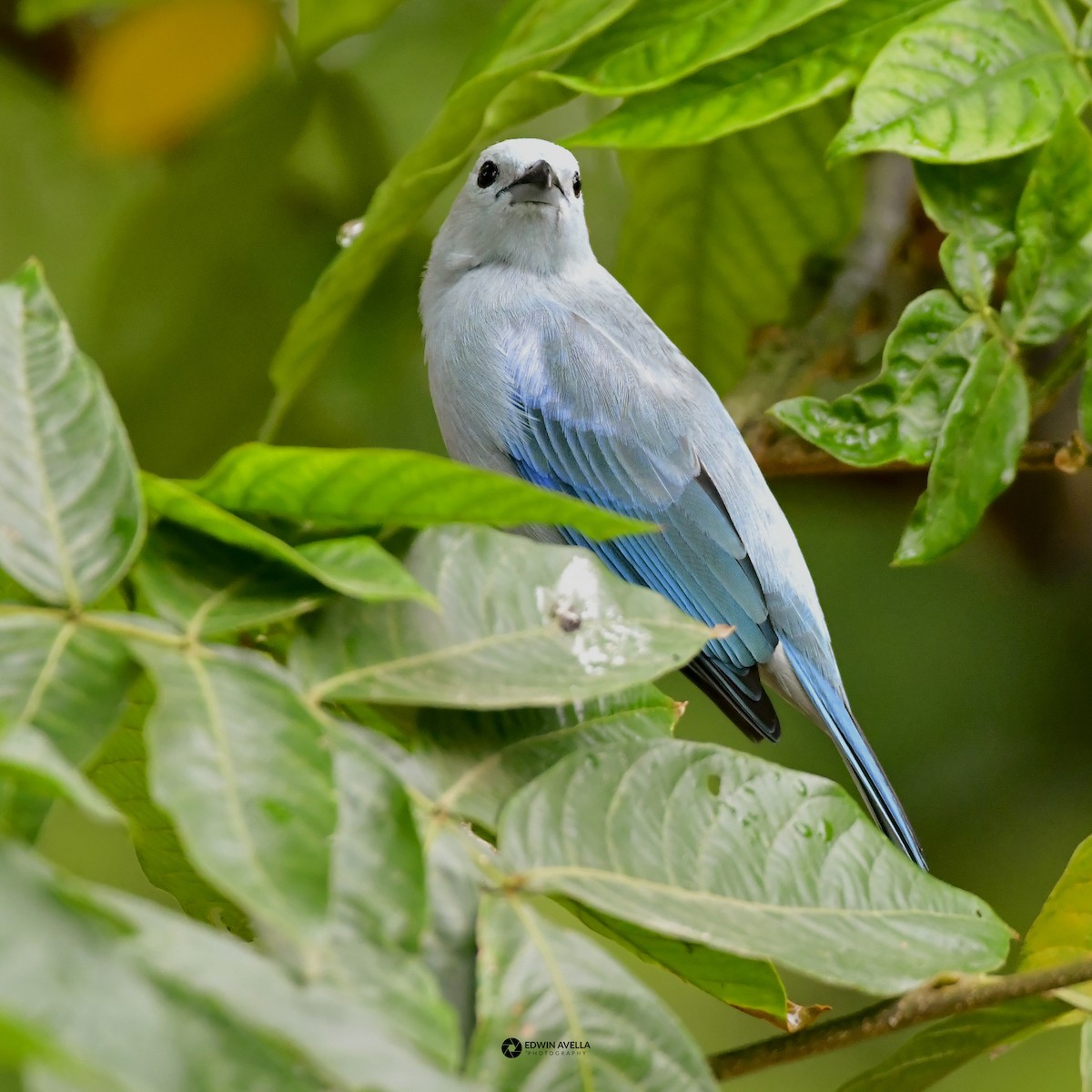 Blue-gray Tanager - ML615451338