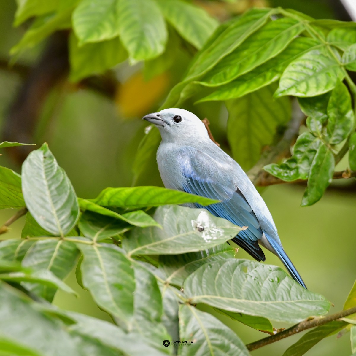 Blue-gray Tanager - ML615451340