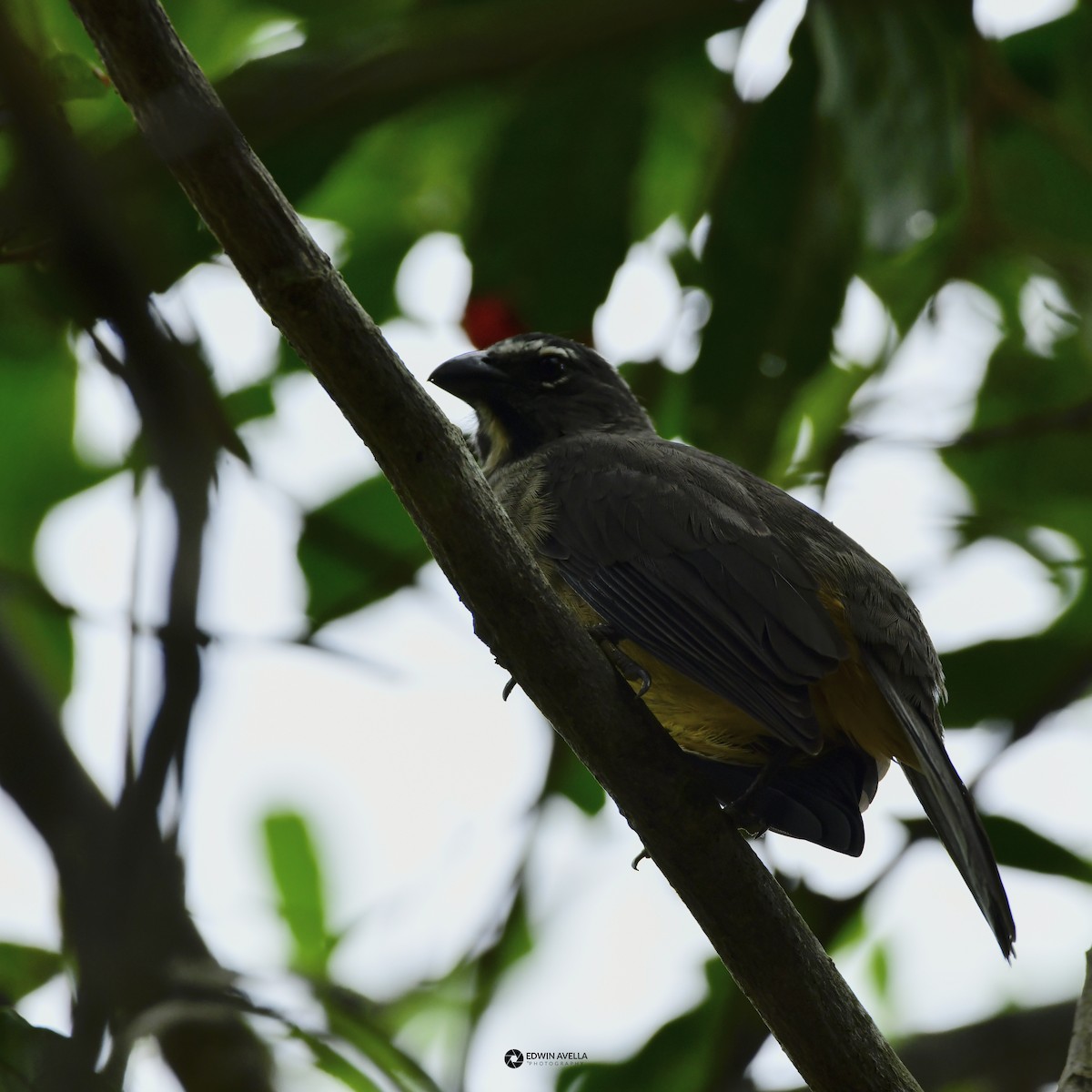 Orinocan Saltator - Experiencia Naturaleza Edwin Avella