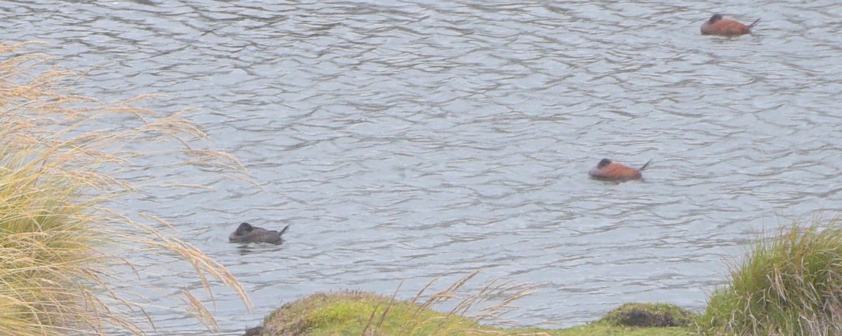 Andean Duck (ferruginea) - ML615451379