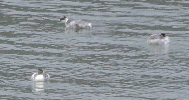 Silvery Grebe (Andean) - ML615451397
