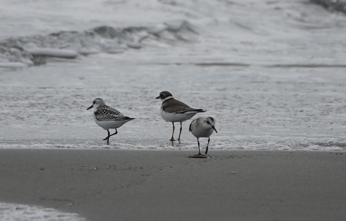 Semipalmated Plover - ML615451418