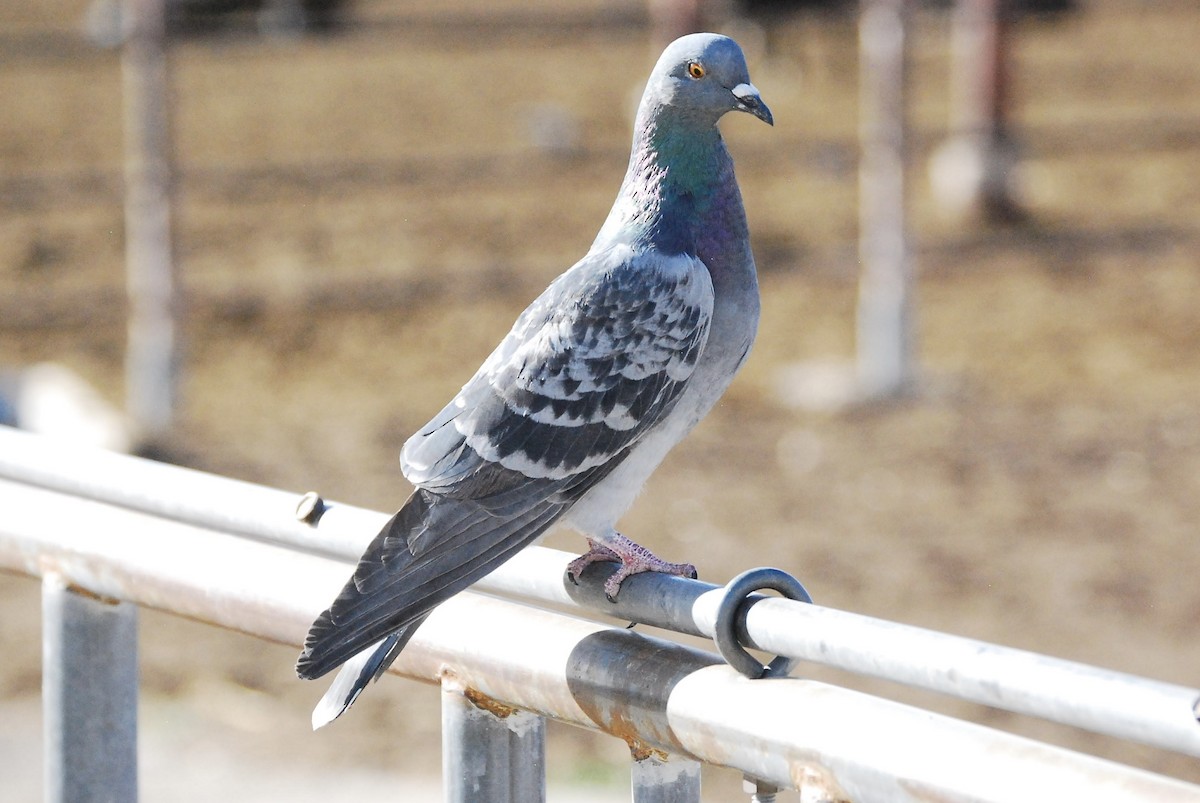 Rock Pigeon (Feral Pigeon) - ML615451430