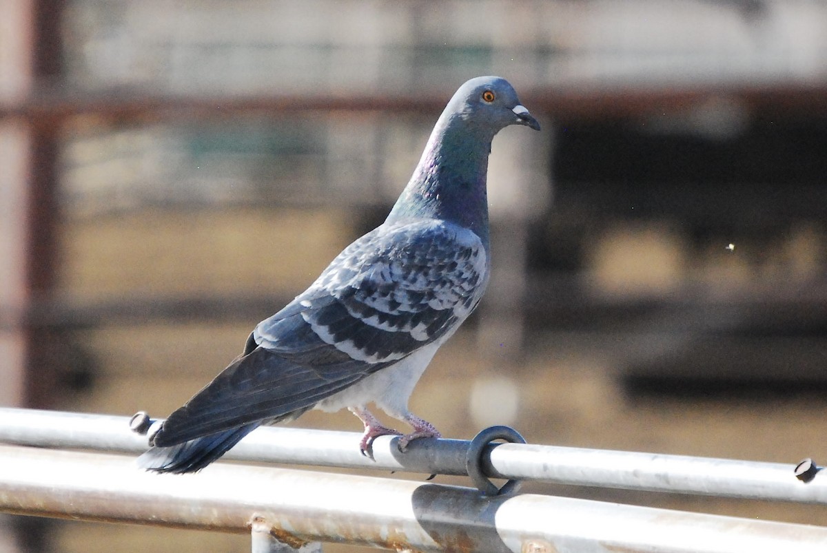Rock Pigeon (Feral Pigeon) - ML615451431