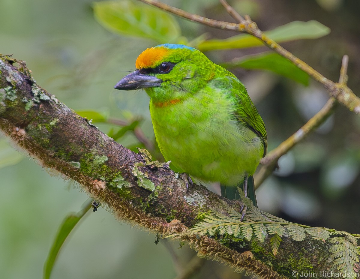 Flame-fronted Barbet - ML615451577