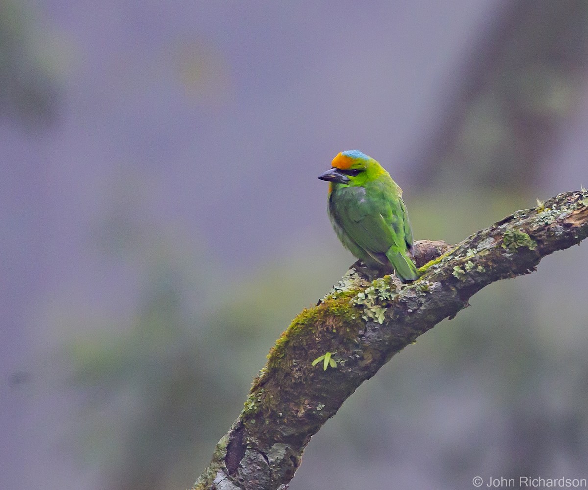 Flame-fronted Barbet - ML615451578
