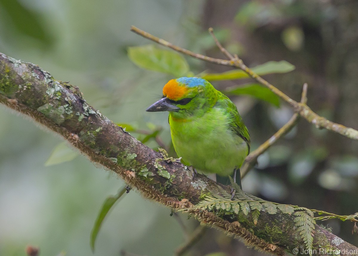 Flame-fronted Barbet - ML615451579