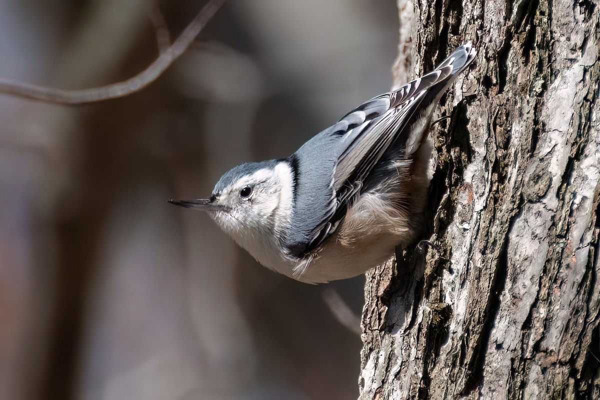 White-breasted Nuthatch - ML615451772