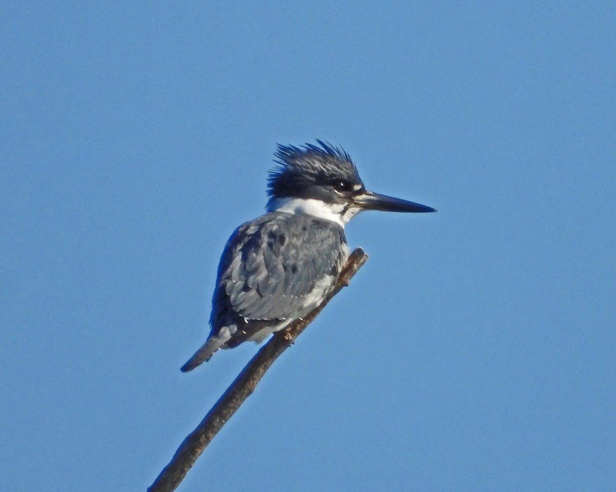 Belted Kingfisher - ML615451960