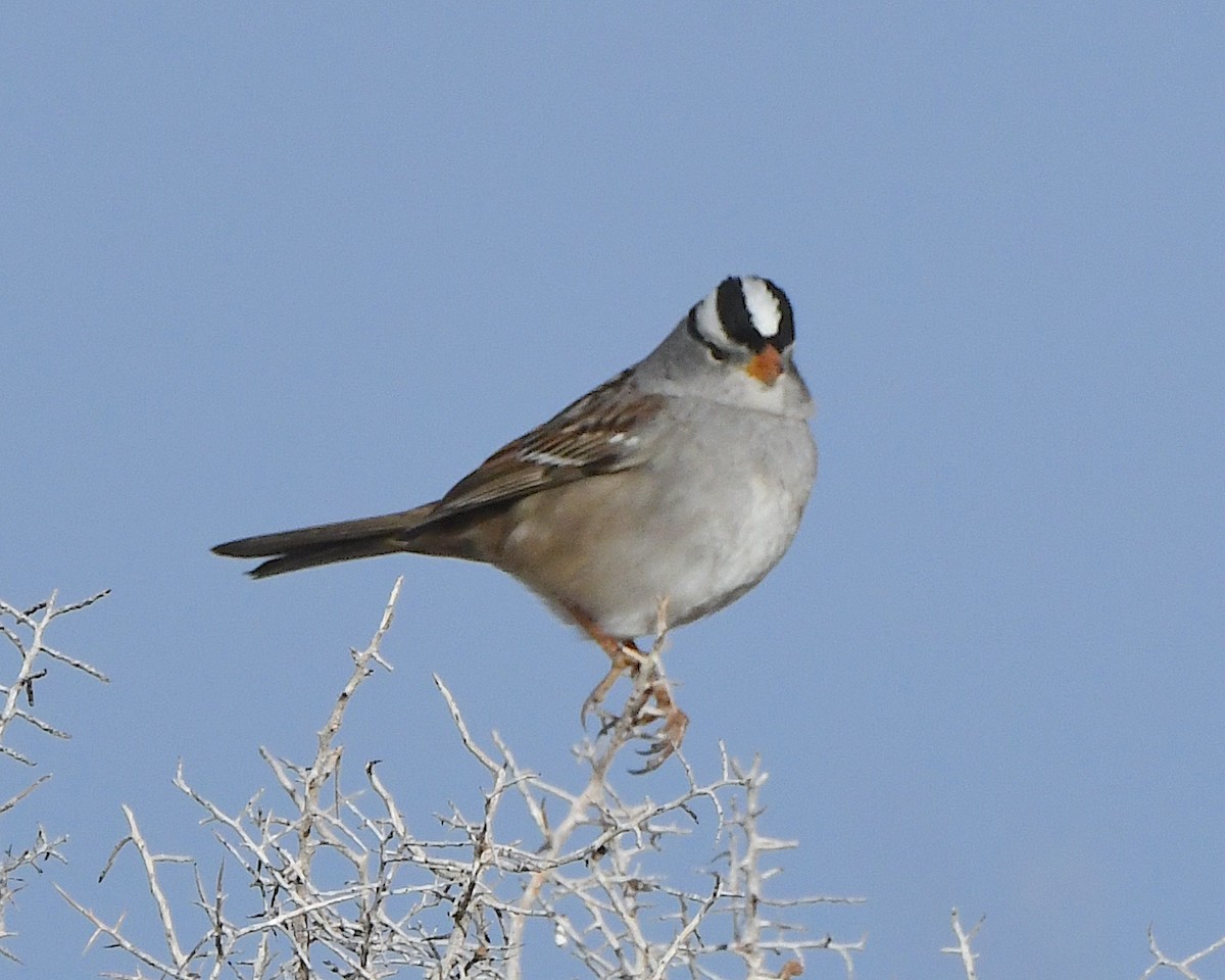 White-crowned Sparrow - ML615451973
