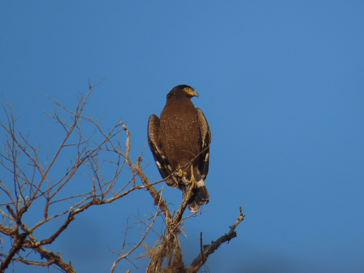 Crested Serpent-Eagle - ML615452078