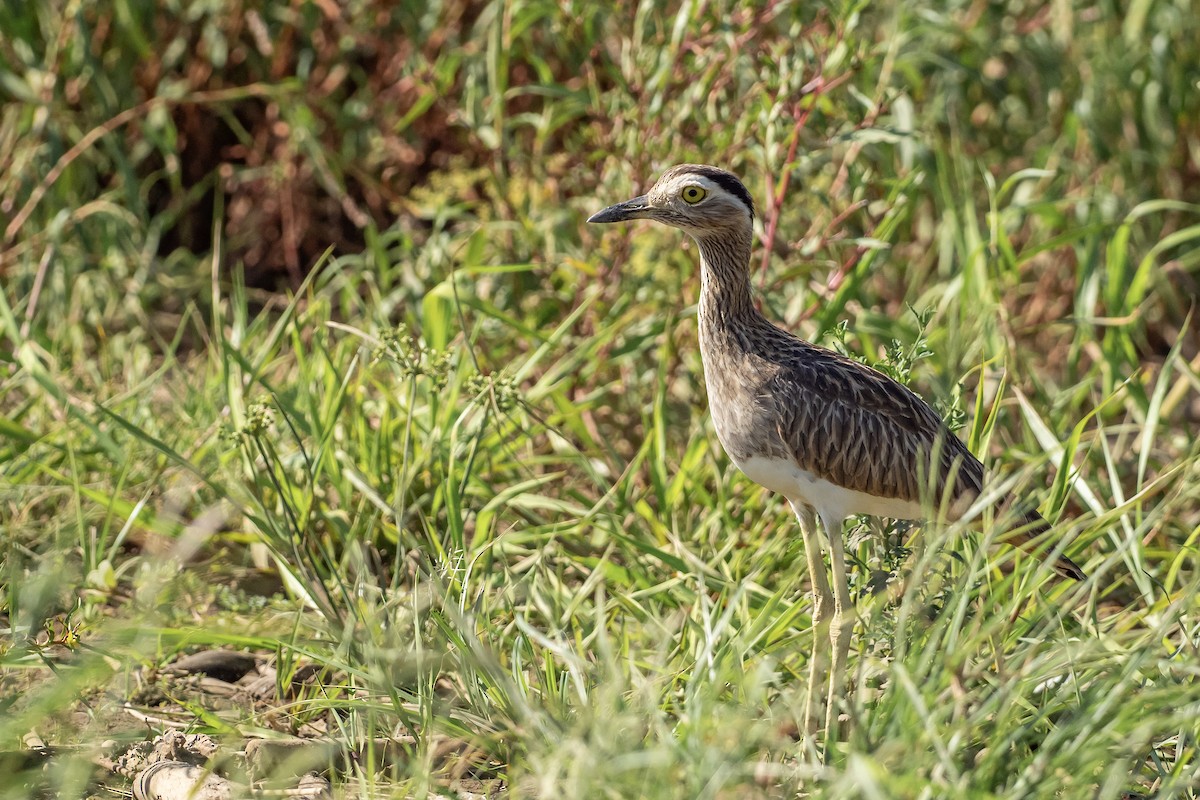 Double-striped Thick-knee - ML615452085