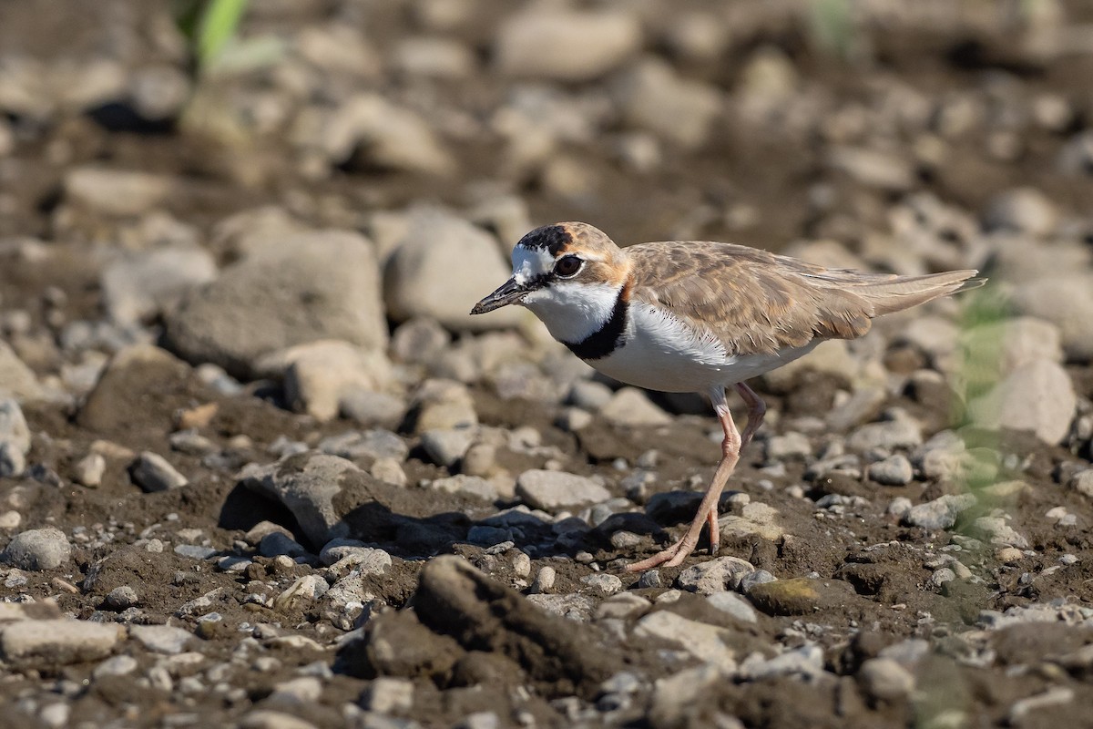 Collared Plover - ML615452087
