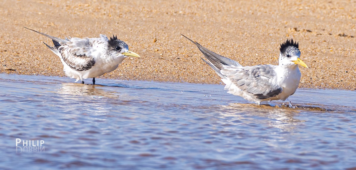 Great Crested Tern - ML615452636
