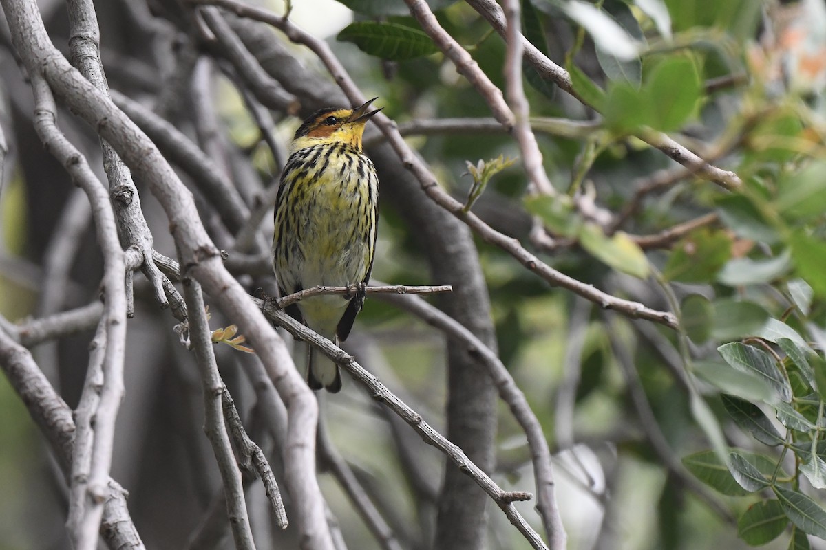 Cape May Warbler - ML615452864