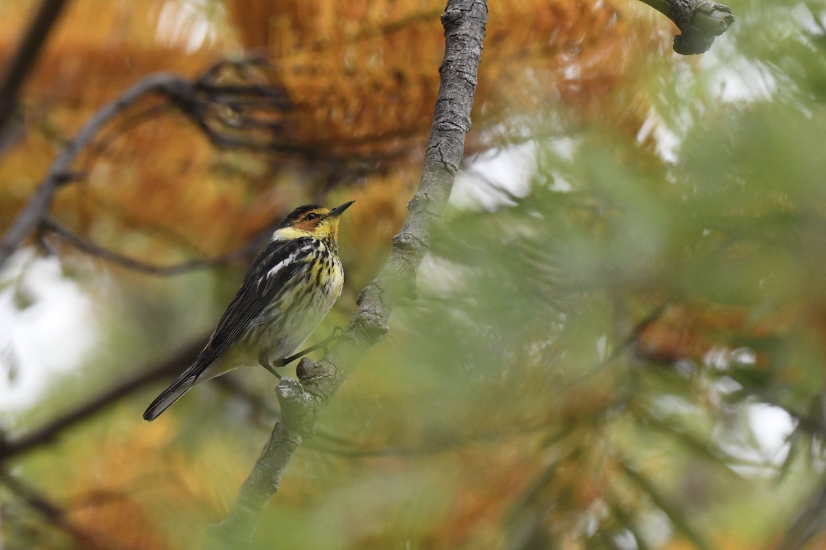 Cape May Warbler - ML615452871