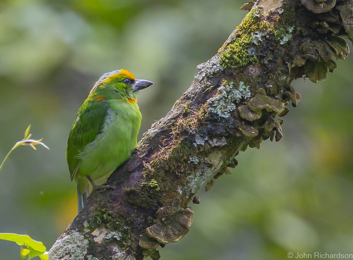 Flame-fronted Barbet - ML615452902