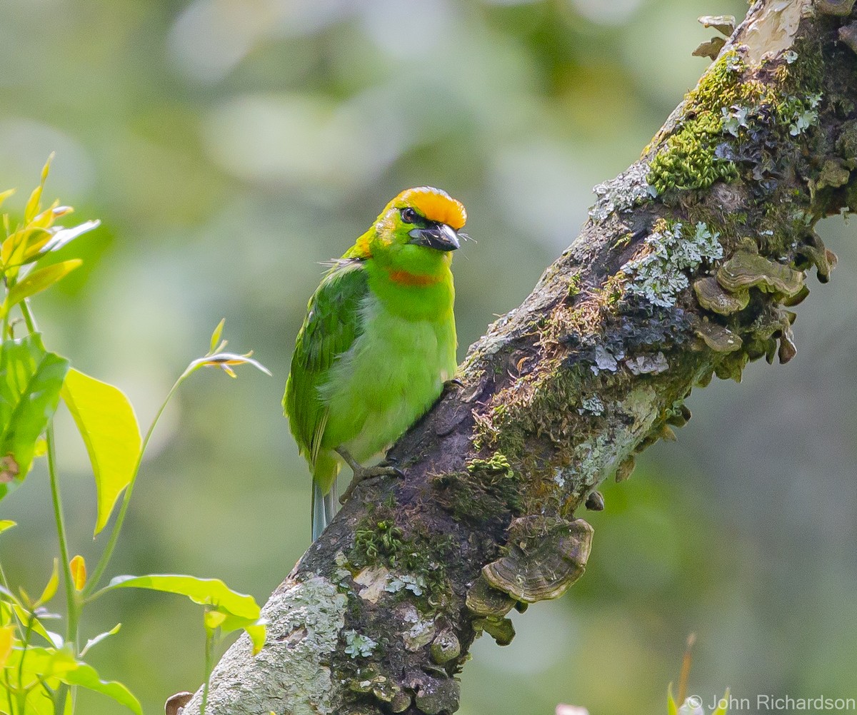Flame-fronted Barbet - ML615452904