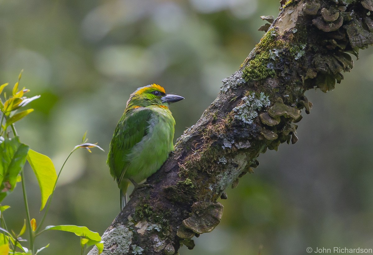 Flame-fronted Barbet - ML615452905