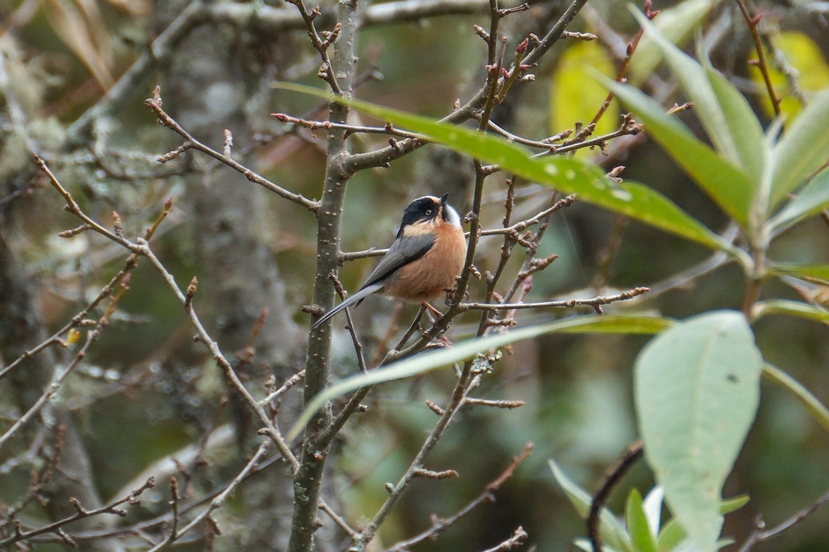 Black-browed Tit (Rufous-fronted) - ML615453008