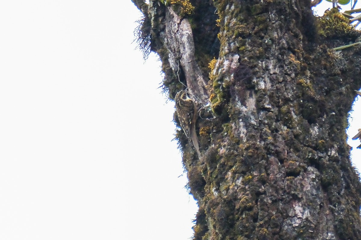 Rusty-flanked Treecreeper - ML615453030