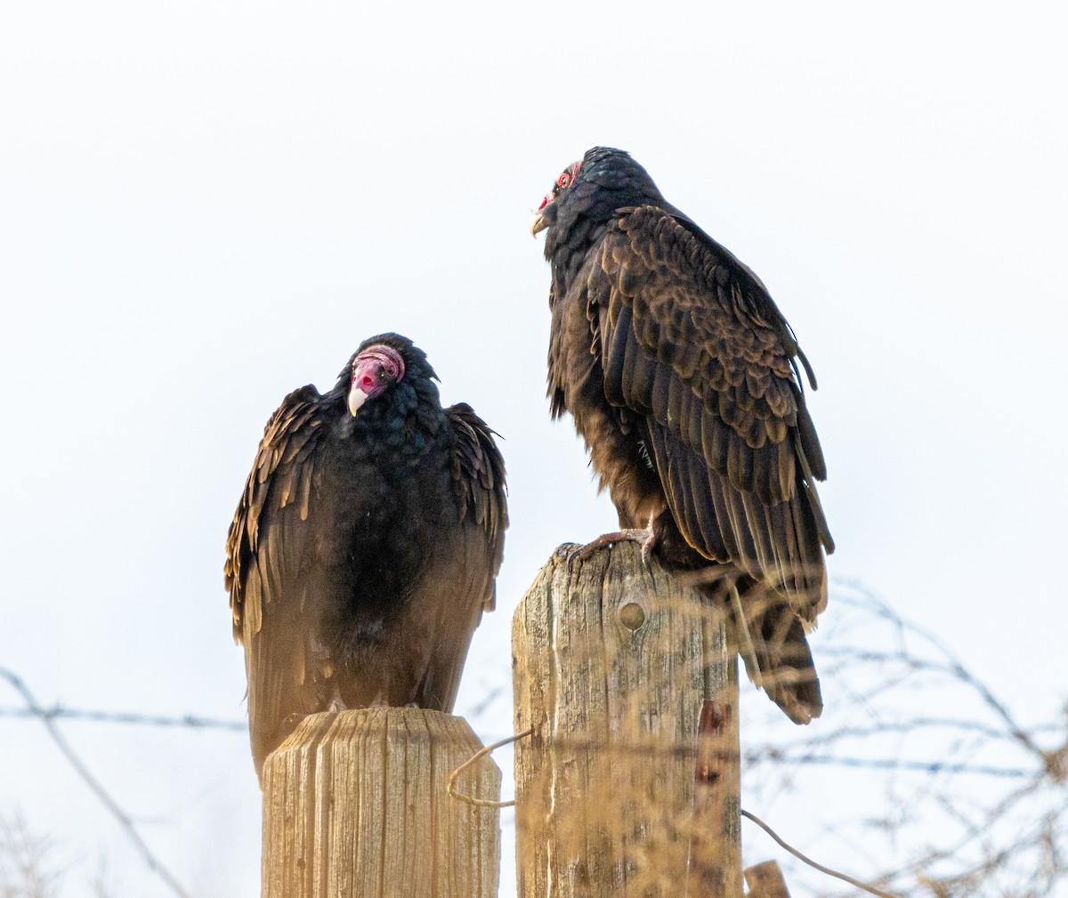 Turkey Vulture - ML615453054