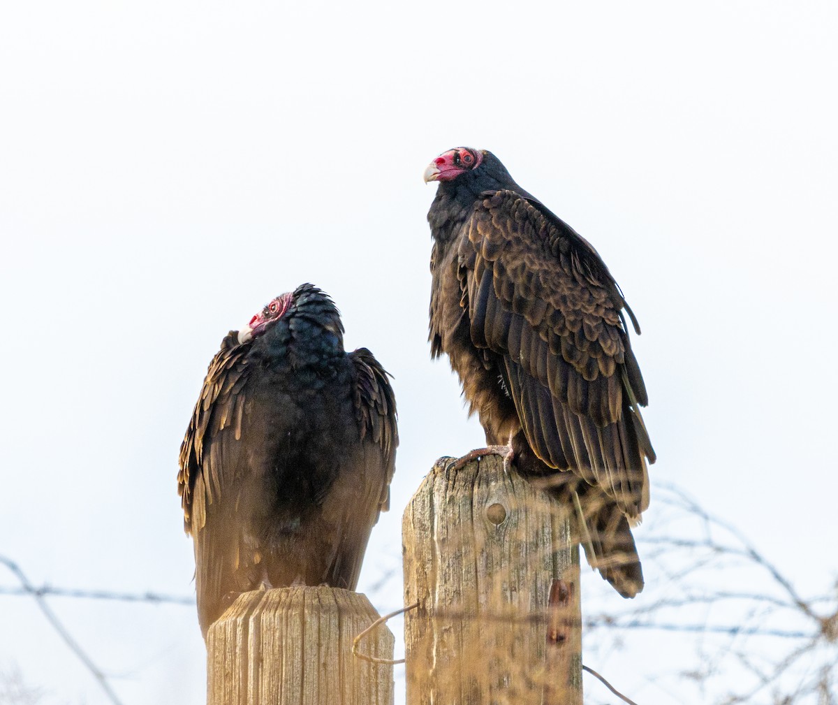Turkey Vulture - ML615453060